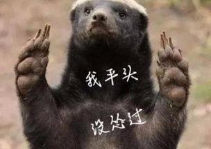 平头哥最新爆料 第1张 平头哥最新爆料 第1张